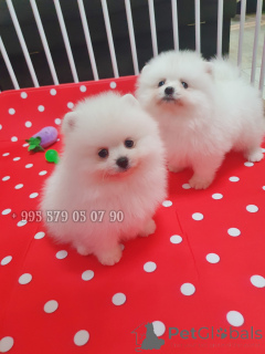 Photo №4. Je vais vendre spitz nain en ville de Tbilissi. annonce privée, de la fourrière, éleveur - prix - négocié
