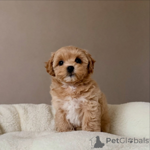 Photo №3. Adorables chiots Maltipoo moelleux, boucles douces et visages doux, prêts pour. France