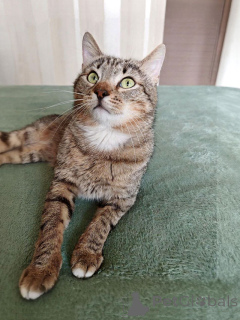 Photo №3. Le jeune chat rayé Kuzya cherche un foyer. Fédération de Russie