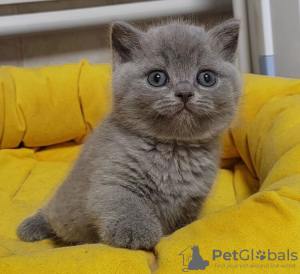 Photo №1. british shorthair - à vendre en ville de Fresno | 237€ | Annonce № 89603