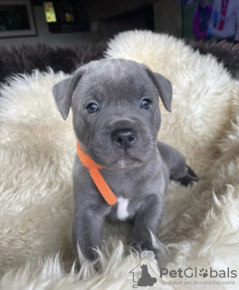 Photo №4. Je vais vendre staffordshire bull terrier en ville de Севилья. annonce privée - prix - Gratuit