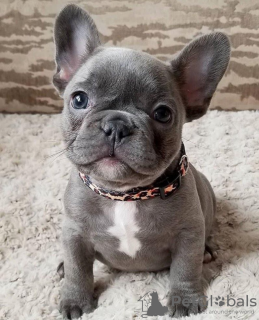 Photo №4. Je vais vendre bouledogue en ville de Magdeburg. annonce privée - prix - 350€