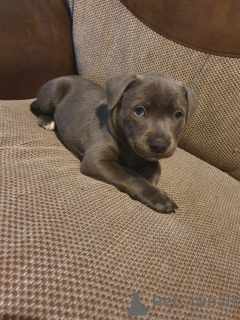 Photo №1. staffordshire bull terrier - à vendre en ville de Genk | 1000€ | Annonce №165190