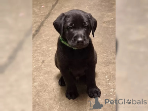 Photo №2 de l'annonce № 136938 de la vente labrador retriever - acheter à Allemagne 