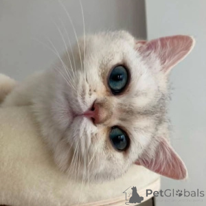 Photo №1. british shorthair - à vendre en ville de Kvistofta | 750€ | Annonce № 157685