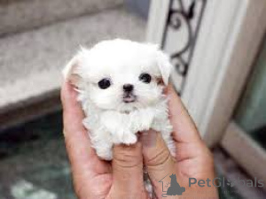Photo №4. Je vais vendre bichon maltais en ville de Zürich.  - prix - négocié