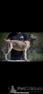 Photos supplémentaires: Chiots Cane Corso