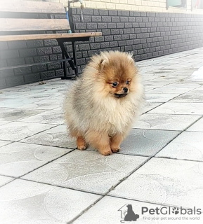 Photo №4. Je vais vendre spitz nain en ville de Minsk. éleveur - prix - 237€