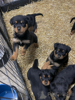 Photo №2 de l'annonce № 163958 de la vente rottweiler - acheter à USA annonce privée