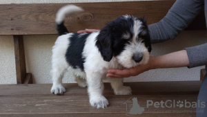 Photos supplémentaires: Chiot Berger Polonais de Plaine Chiot - Berger Polonais de Plaine FCI