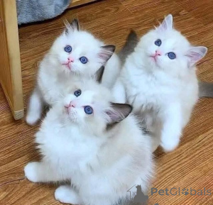 Photo №1. ragdoll - à vendre en ville de Luxembourg | négocié | Annonce № 162639