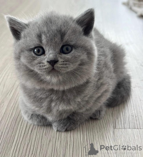 Photo №2 de l'annonce № 175590 de la vente british shorthair - acheter à Grèce éleveur