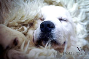 Photo №3. Chiots et jeunes chiens Golden Retriever à vendre. Bosnie et Herzégovine