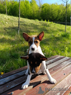 Photos supplémentaires: Chiots Basenji à vendre