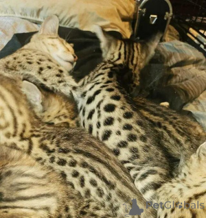 Photo №4. Je vais vendre savannah en ville de Fou. annonce privée - prix - 580€