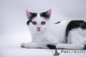 Photo №1.  - à vendre en ville de Rivière moscou | Gratuit | Annonce № 155317