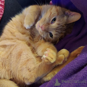 Photo №2 de l'annonce № 138770 de la vente american shorthair - acheter à Allemagne éleveur