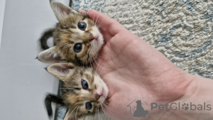 Photo №3. chatons en cadeau. Biélorussie