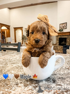 Photo №1. labradoodle - à vendre en ville de Aiola | 650€ | Annonce №157479