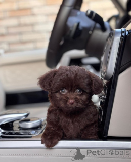 Photo №1. bolonka - à vendre en ville de Boise | négocié | Annonce №154269