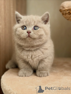 Photo №1. british shorthair - à vendre en ville de Magdebourg | négocié | Annonce № 177839