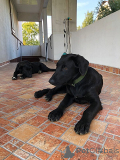 Photo №3. Le chiot adolescent Margosha est à la recherche d'un foyer.. Fédération de Russie