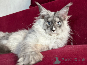 Photo №1. maine coon - à vendre en ville de Eschborn | négocié | Annonce № 159634