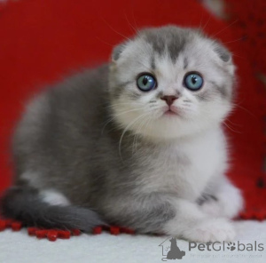 Photo №1. scottish fold - à vendre en ville de Neumünster | 350€ | Annonce № 177652