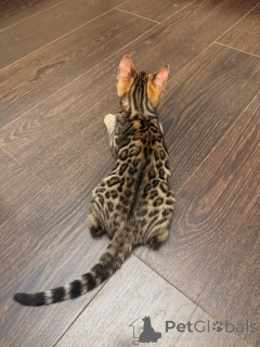 Photo №3. Chaton Bengal des neiges Beauté élégante tachetée de charbon de bois. Suisse