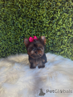 Photo №2 de l'annonce № 172845 de la vente yorkshire terrier - acheter à République Tchèque éleveur