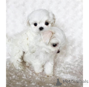 Photo №1. bichon maltais - à vendre en ville de Berlin | 700€ | Annonce №157248