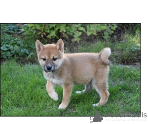 Photo №1. shiba - à vendre en ville de Grunberg | 450€ | Annonce №171452