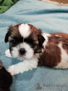 Photo №4. Je vais vendre lhassa apso, shih tzu en ville de Daugavpils. annonce privée, de la fourrière, éleveur - prix - 550€