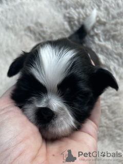 Photo №2 de l'annonce № 47073 de la vente shih tzu - acheter à Pologne éleveur