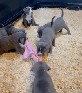 Photo №1. cane corso - à vendre en ville de Ferrol | 720€ | Annonce №173350