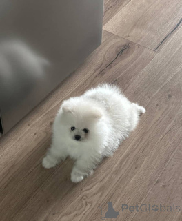 Photo №1. spitz nain - à vendre en ville de Dresde | 550€ | Annonce №157585