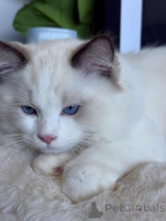 Photo №1. ragdoll - à vendre en ville de Larochett | négocié | Annonce № 157128