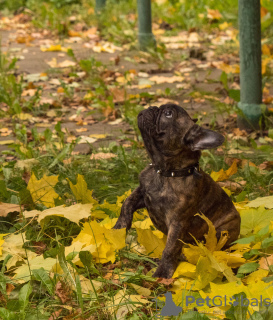 Photo №3. Bouledogue français (RKF / FCI) - tigre inversé pour le spectacle. Fédération de Russie