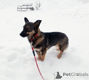 Photo №2 de l'annonce № 163728 de la vente chien bâtard - acheter à Fédération de Russie annonce privée