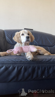 Photo №4. Je vais vendre golden retriever en ville de Tbilissi. annonce privée - prix - 425€