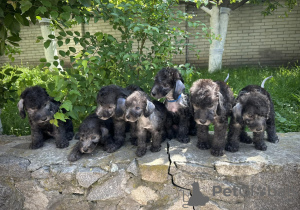 Photo №2 de l'annonce № 51223 de la vente bedlington terier - acheter à Ukraine éleveur