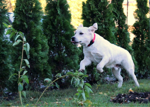 Photo №3. Fawn Boy Labrador Retriever. Fédération de Russie