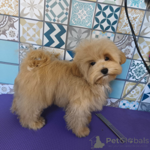 Photo №1. maltipu - à vendre en ville de Sotchi | 1617€ | Annonce №140765