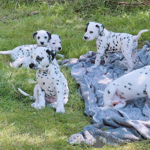 Photo №1. dalmatien - à vendre en ville de Beiersdorf | 400€ | Annonce №159371