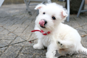 Photo №4. Je vais vendre west highland white terrier en ville de Kvistofta. annonce privée, éleveur - prix - 600€