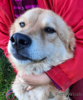 Photo №3. Chien espiègle avec queue de palmier. Fédération de Russie