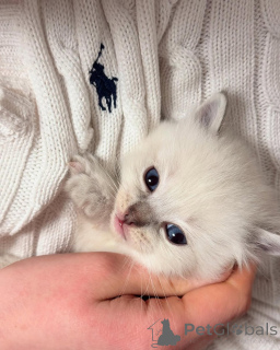 Photo №1. ragdoll - à vendre en ville de Alavus | négocié | Annonce № 155403