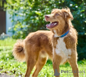 Photos supplémentaires: Le magnifique chien Rom cherche une famille.