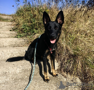 Photo №1. chien bâtard - à vendre en ville de Москва | Gratuit | Annonce №111770