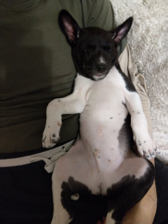 Photo №2 de l'annonce № 5262 de la vente basenji - acheter à Biélorussie annonce privée